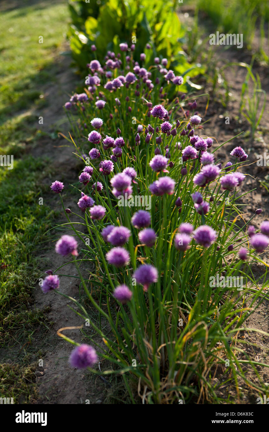 La ciboulette fleurs au printemps cuisine jardin Banque D'Images