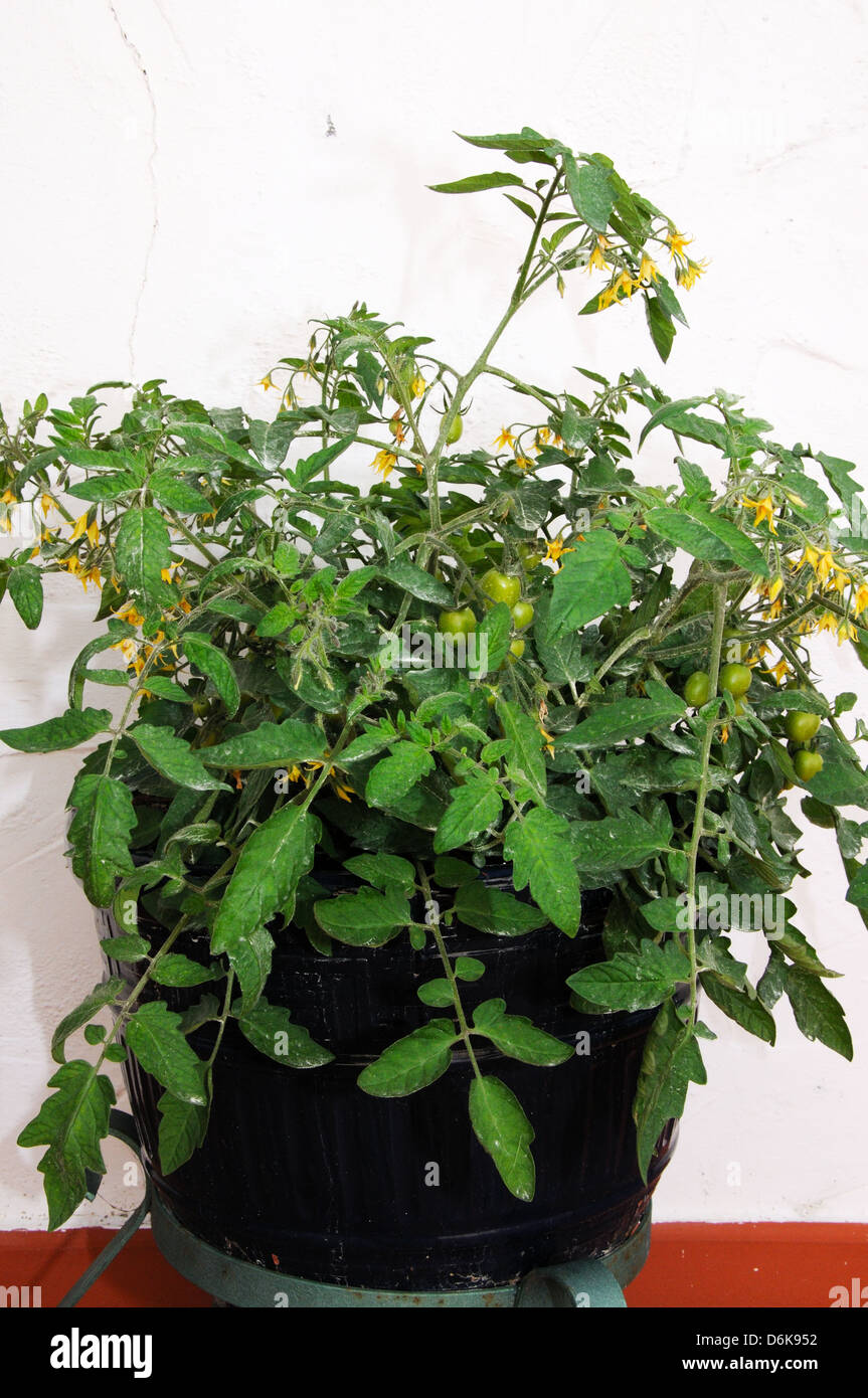 Plant de tomate cerise arrosée avec du soufre pour protéger contre les maladies fongiques. Banque D'Images