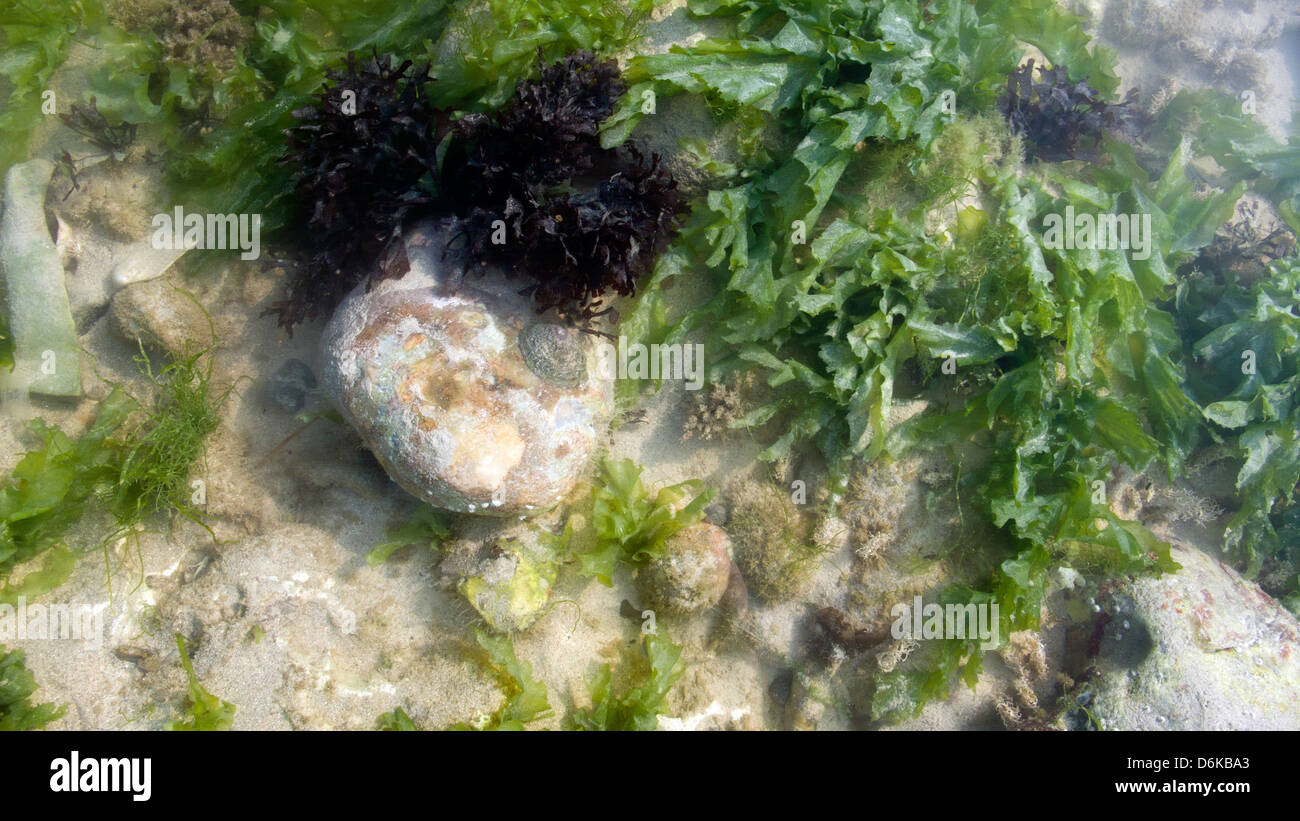 Rockpool et algues Banque D'Images