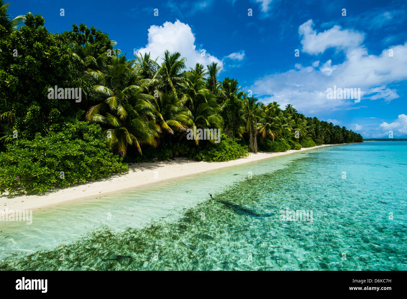 Paradis plage de sable blanc dans l'eau turquoise sur Ant Atoll, Pohnpei, Micronesia, Pacific Banque D'Images