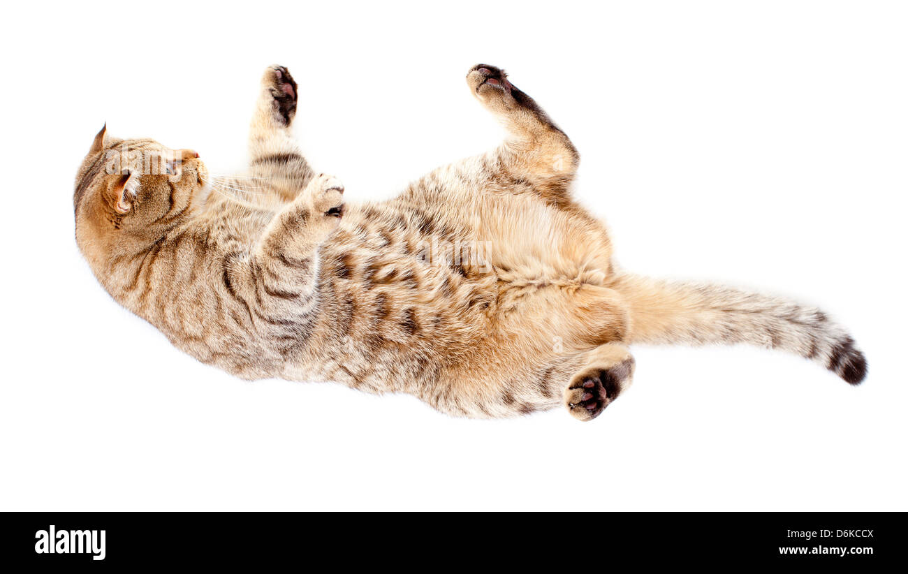 Tabby cat-chute, isolated on white Banque D'Images