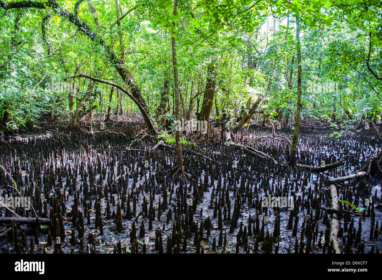 Les racines de mangrove sur Carp island, îles Rock, Palau, le centre du Pacifique, Pacifique Banque D'Images