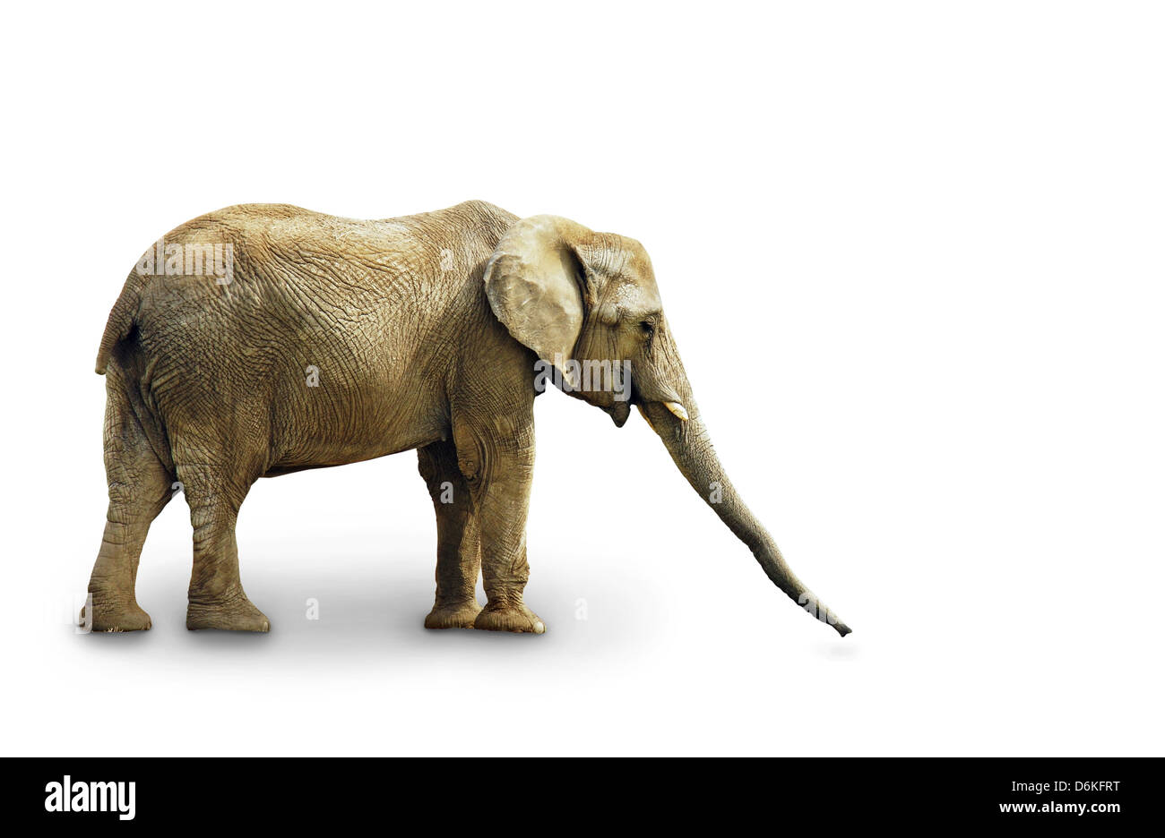Corps complet de l'éléphant africain isolé sur fond blanc Banque D'Images