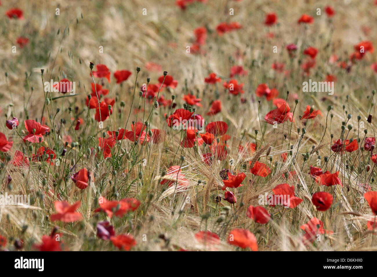 Champs de coquelicots à Villars en Provence, France Banque D'Images