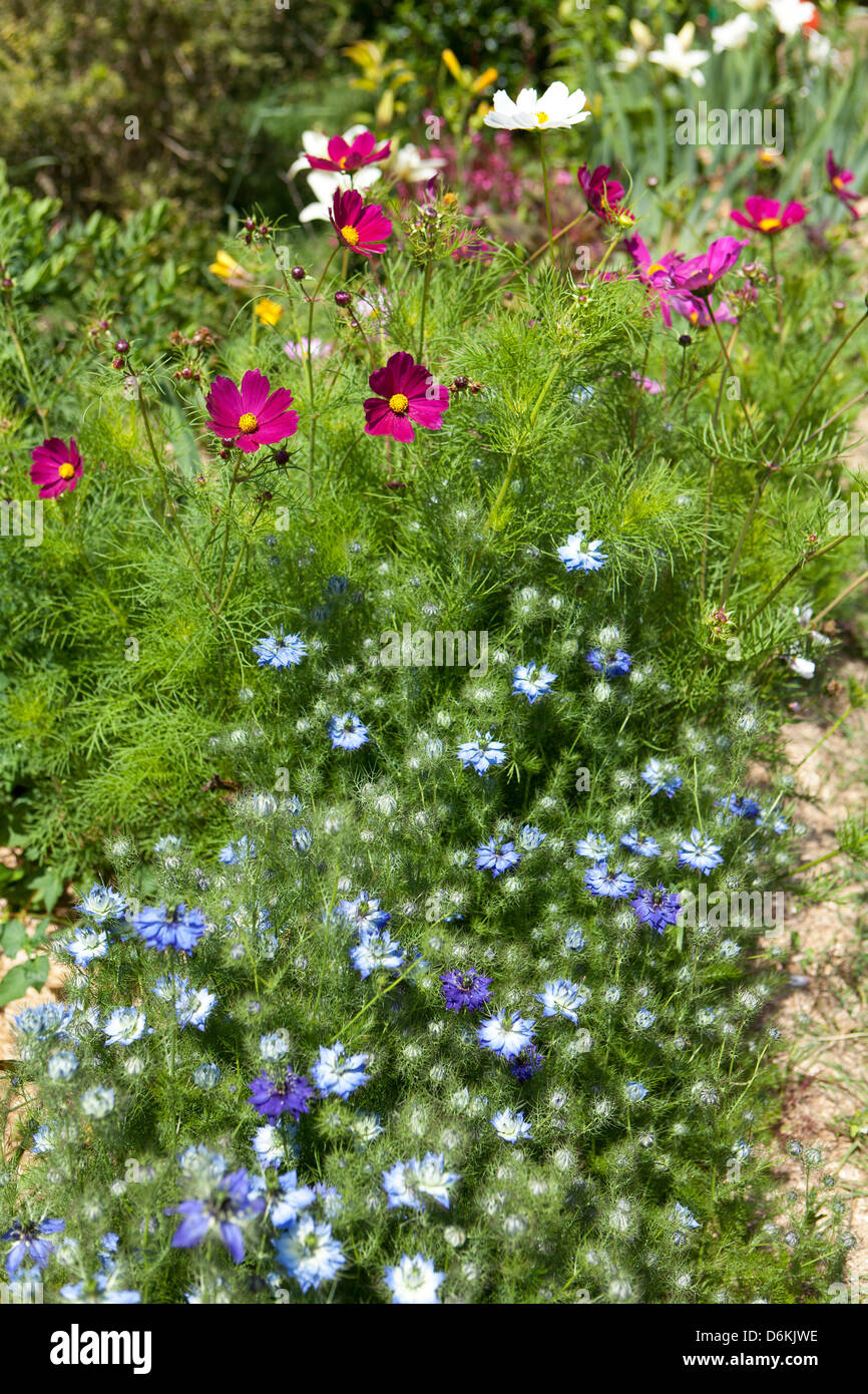 Belle fleur bleue et blanche de Nigella dans un jardin d'été sauvage à  Kersiguenou, Bretagne, France Photo Stock - Alamy