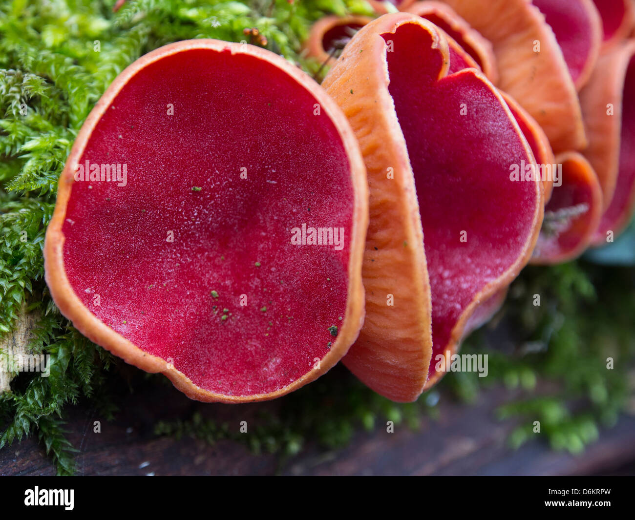 L'Elfcup écarlate (Sarcoscypha austriaca) champignon poussant dans Plessey Woods Country Park, Northumberland, Angleterre. Banque D'Images