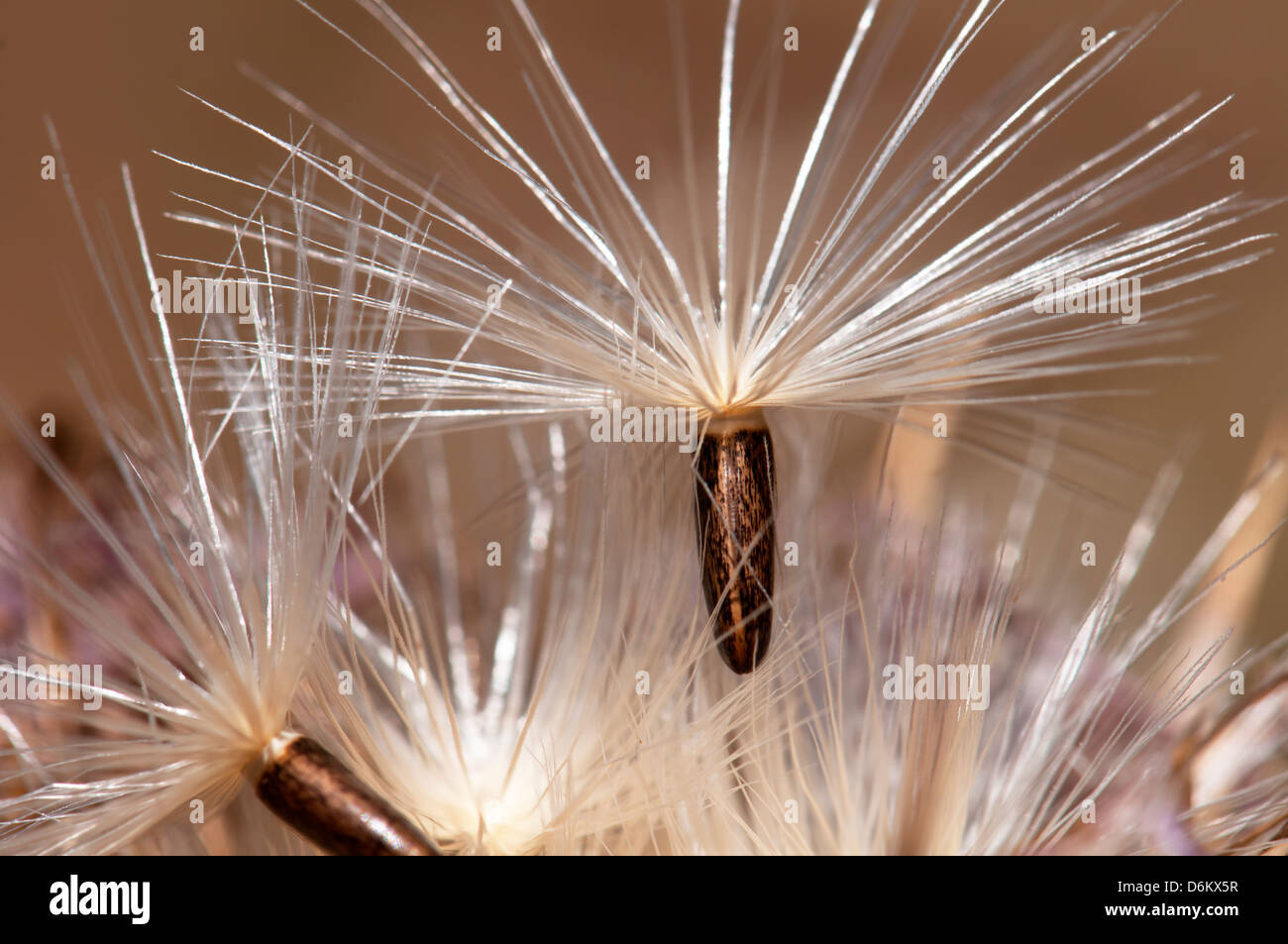 Dispersion par le vent, des semences Banque D'Images