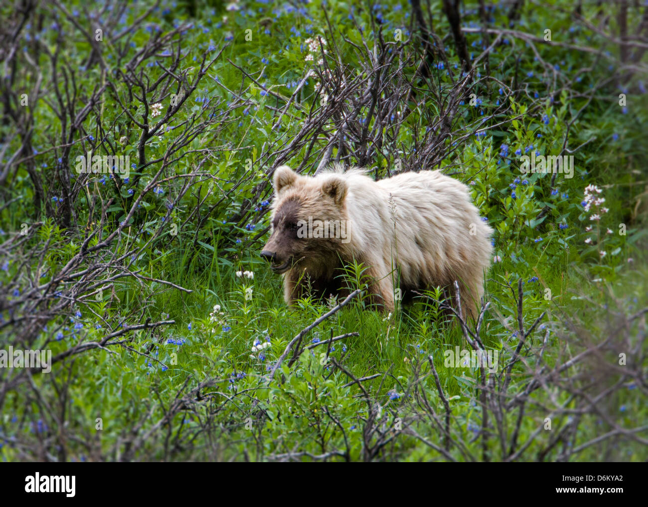 Ours grizzli (Ursus arctos horribilis), près de Cathedral Mountain, parc national Denali, Alaska, USA Banque D'Images