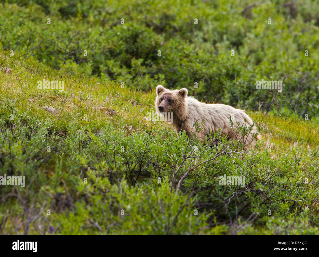 Ours grizzli (Ursus arctos horribilis), près de Cathedral Mountain, parc national Denali, Alaska, USA Banque D'Images