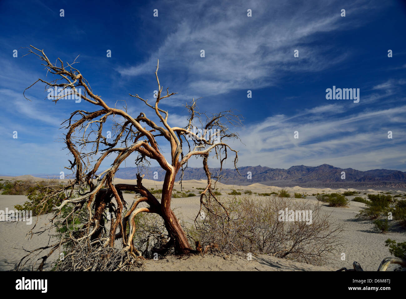 Twisted tree à mesquite dunes près de Stovepipe Wells. Death Valley National Park, California, USA. Banque D'Images