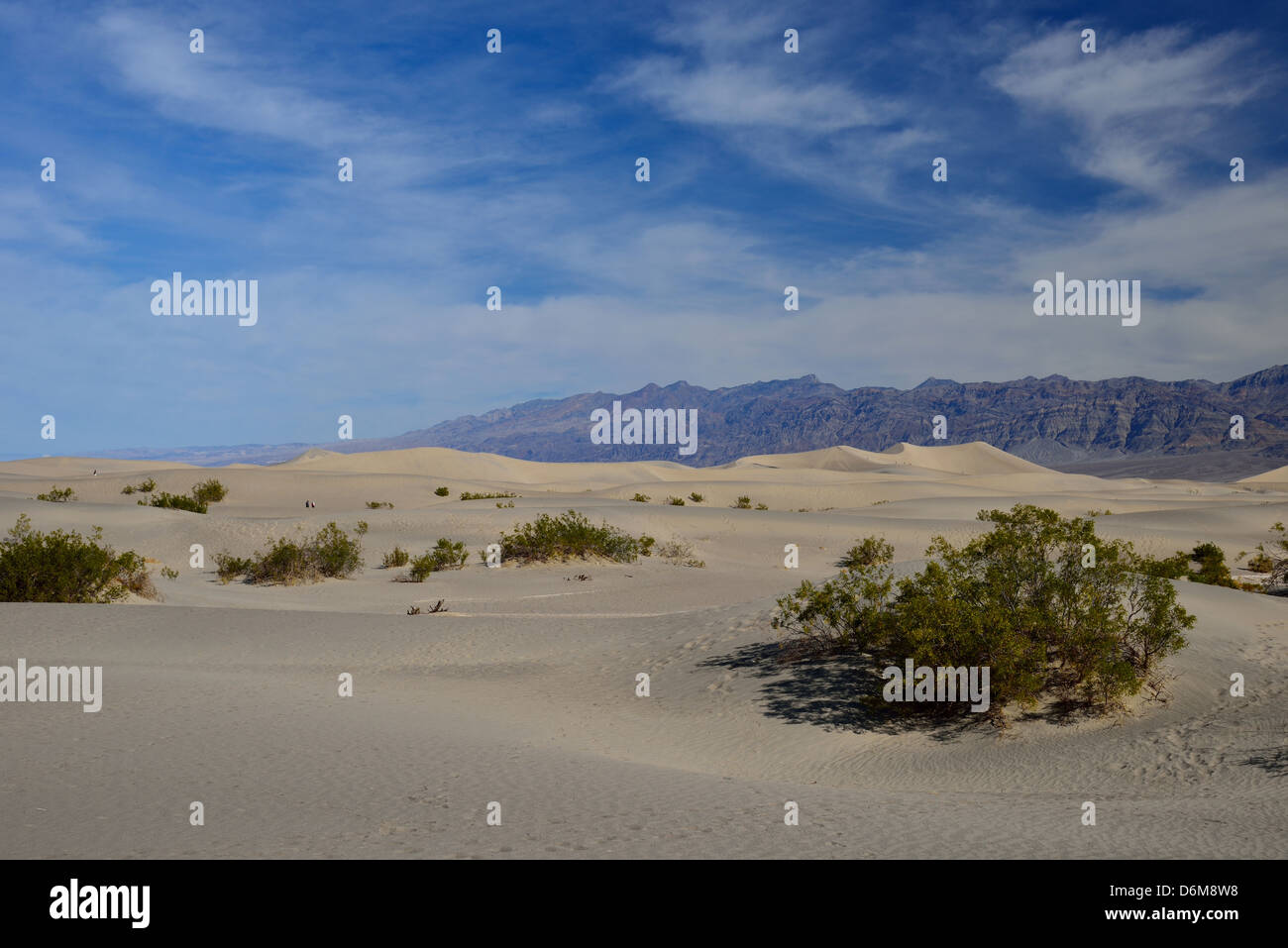 Dunes de sable et les buissons de mesquite près de Stovepipe Wells. Death Valley National Park, California, USA. Banque D'Images