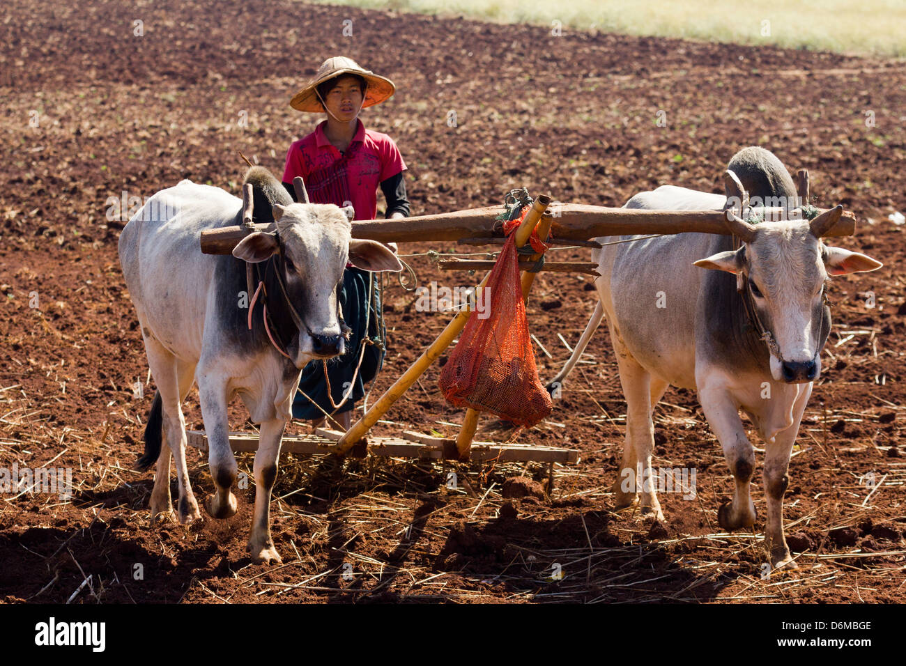 Charrue à boeufs dans les champs à l'extérieur, le Myanmar Pindaya 12 Banque D'Images