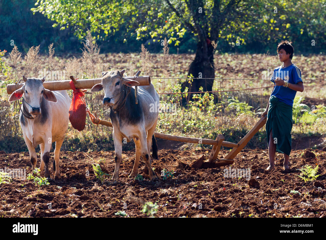 Charrue à boeufs dans les champs à l'extérieur, le Myanmar Pindaya 16 Banque D'Images