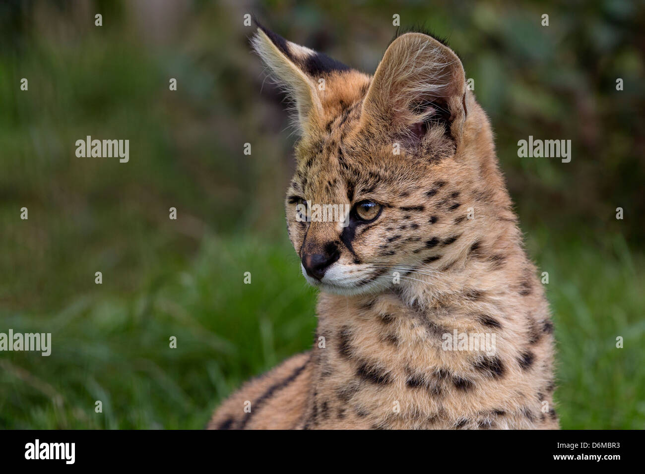 Serval cub 3 mois Banque D'Images