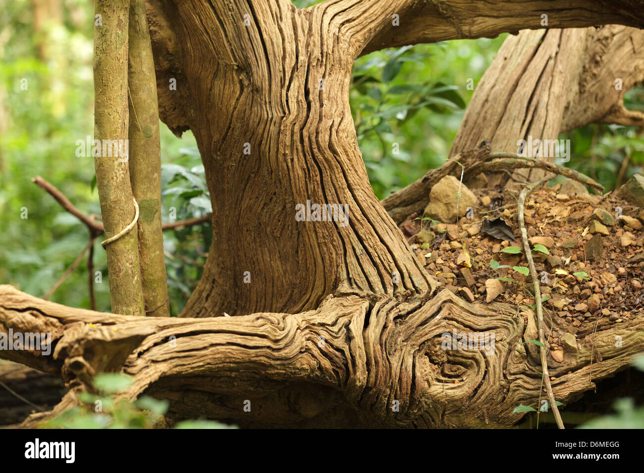 Détails motif tropical sur le bois mort dans les forêts tropicales, la Thaïlande Banque D'Images