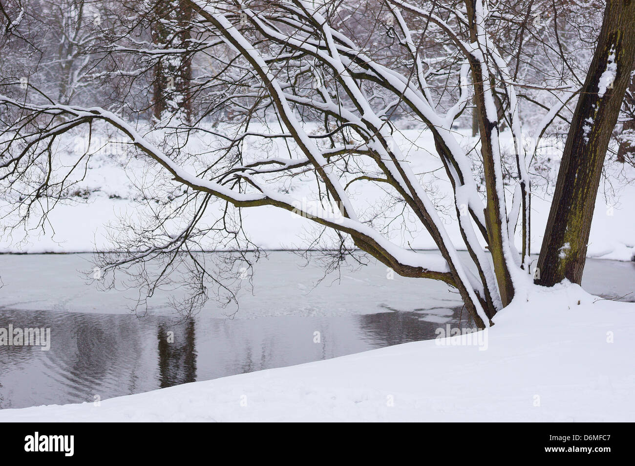 Les arbres couverts de neige Winter Wonderland Wroclaw Szczytnicki Park Banque D'Images