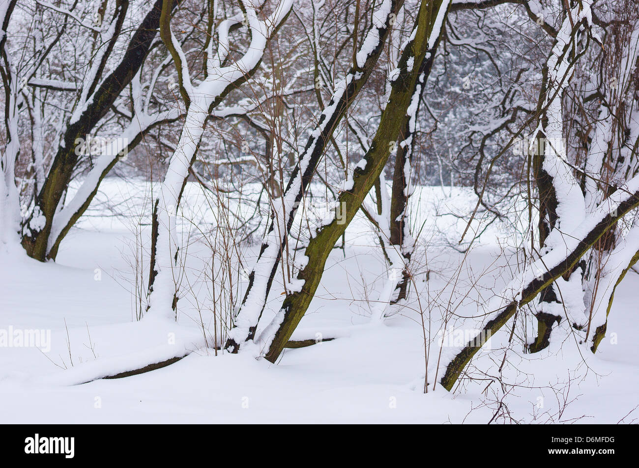 Les buissons couverts de neige Winter Wonderland Banque D'Images