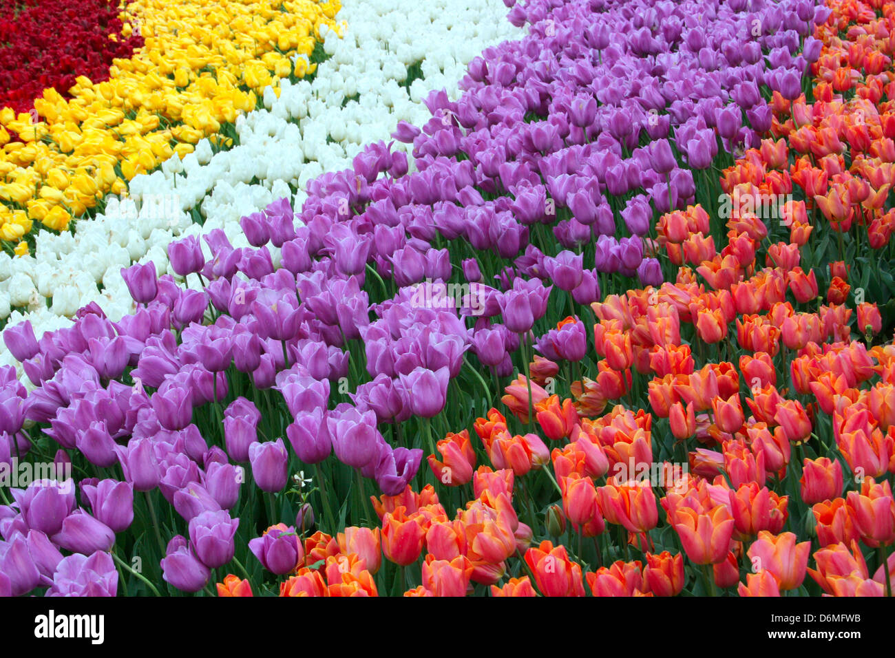 Tulipes dans le jardin de printemps arc-en-ciel Banque D'Images