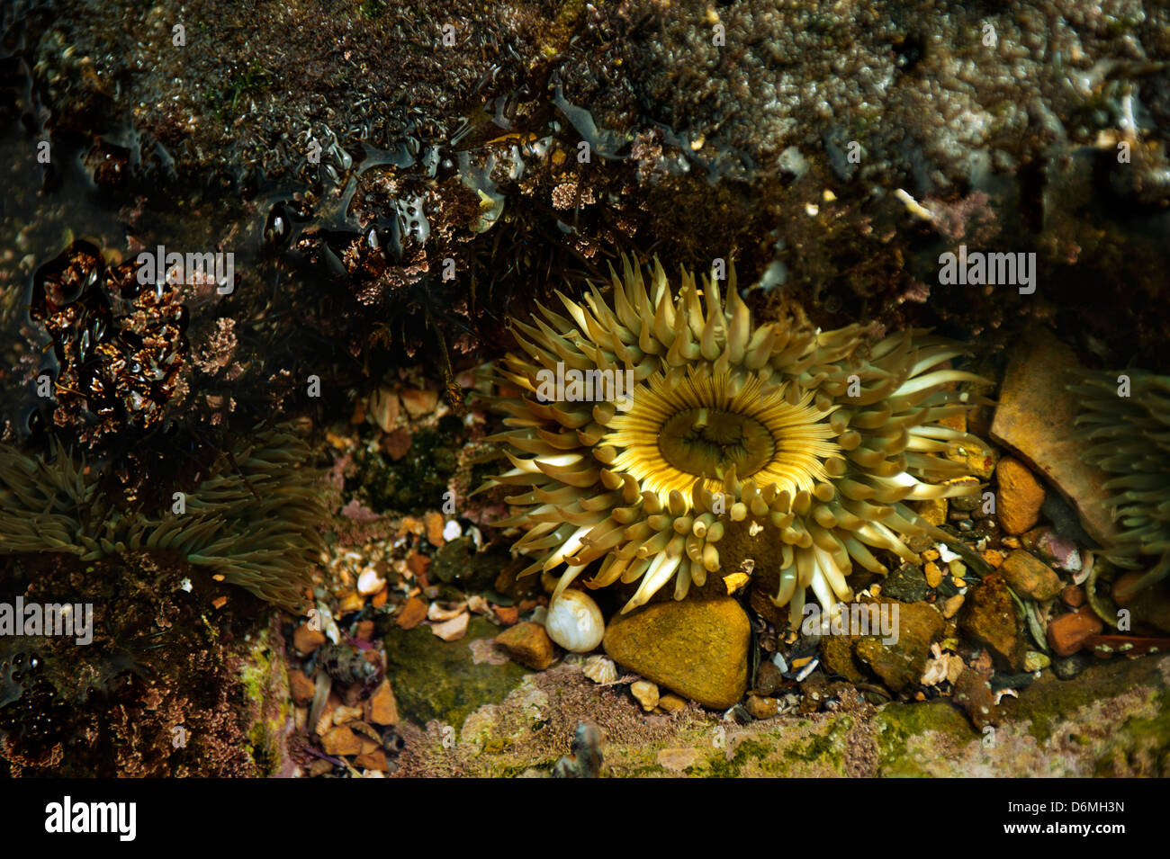 Actinia à lithoral à l'océan Pacifique, CA Banque D'Images