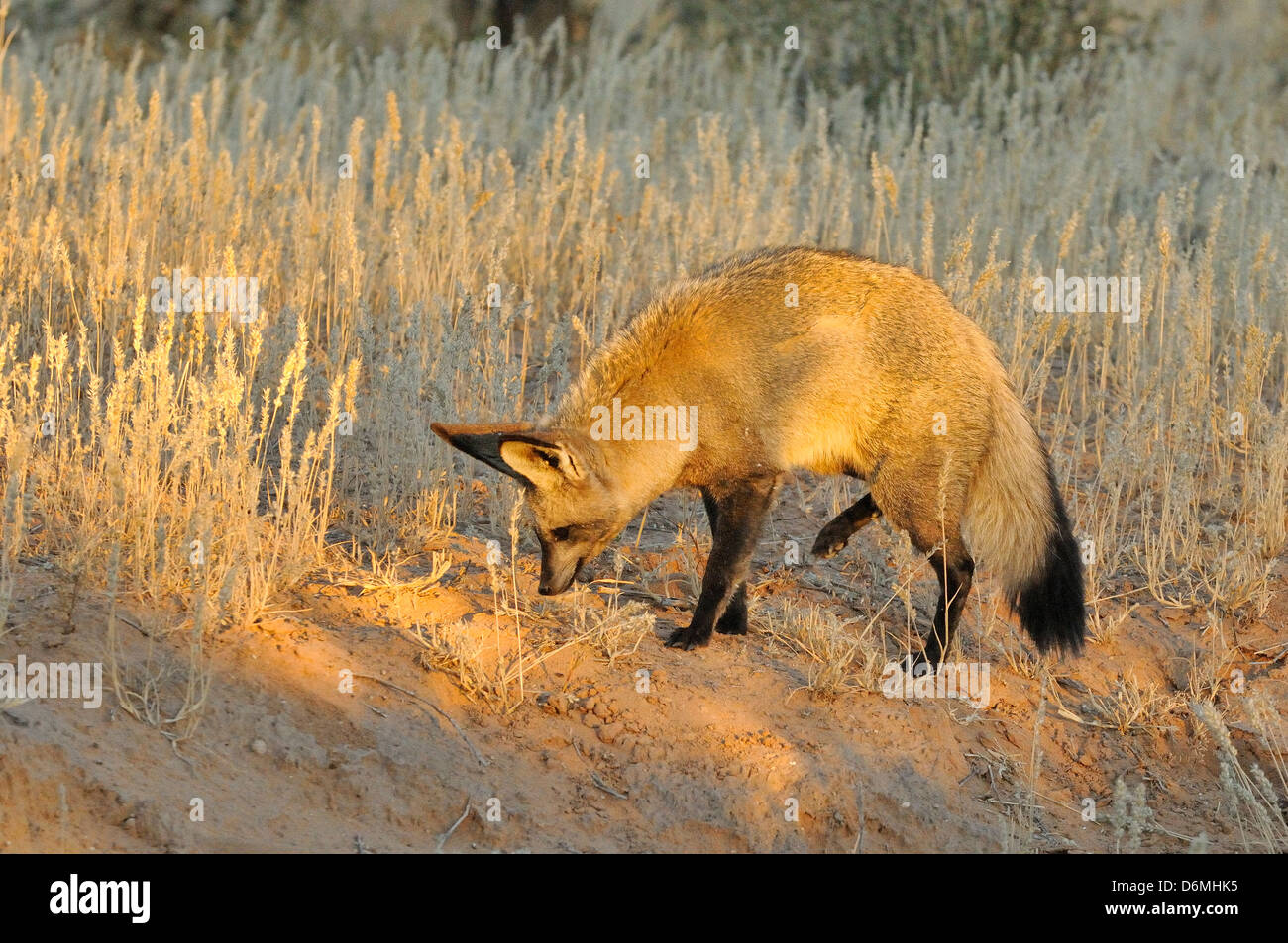 Bat-eared Fox Otocyon megalotis l'écoute et à la recherche de termites photographié dans le parc transfrontalier Kgalagadi National Park, Afrique du Sud Banque D'Images