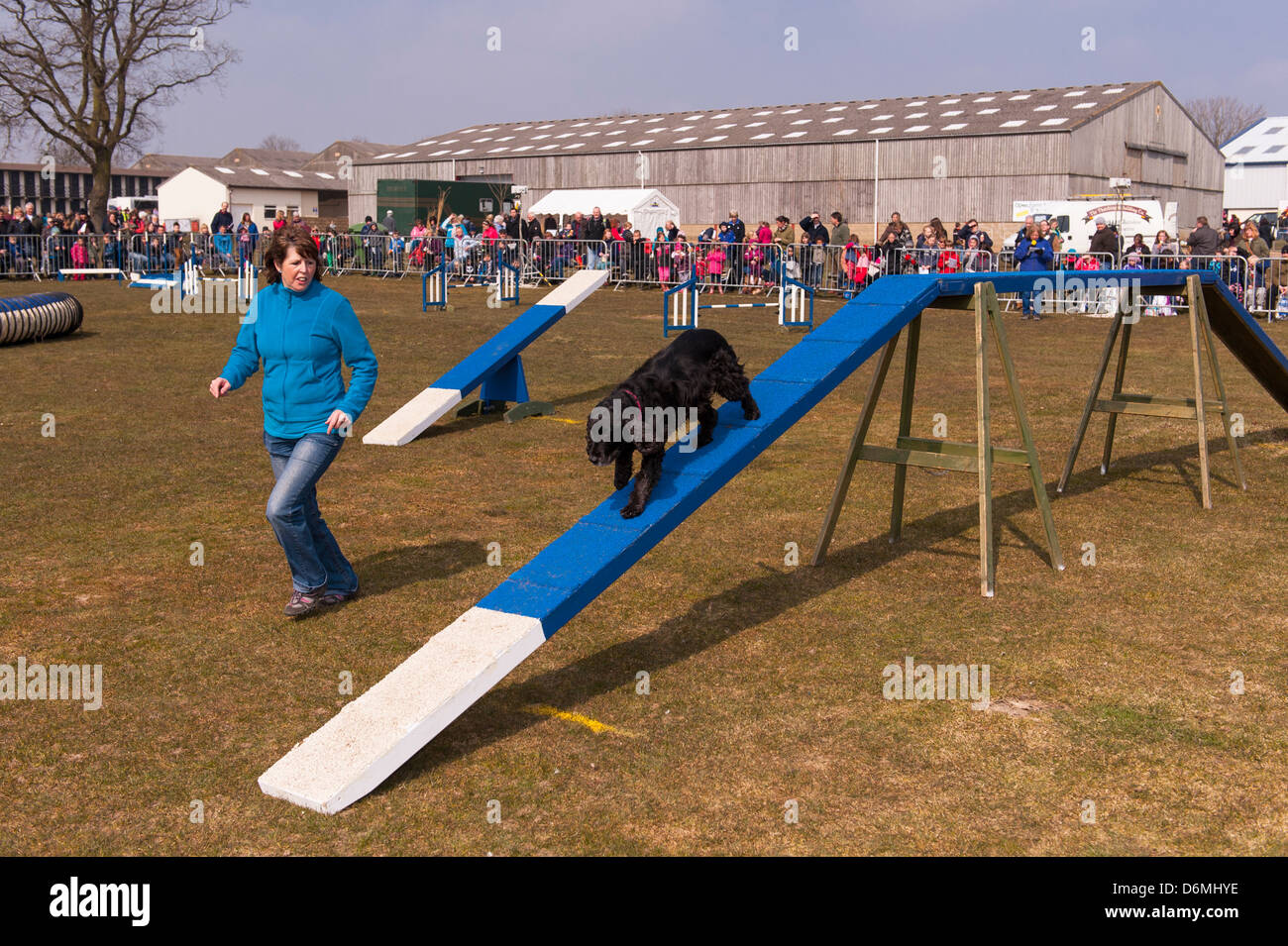 Le chien agility cours à la Spring Fling à Norwich , Norfolk , Angleterre , Angleterre , Royaume-Uni Banque D'Images