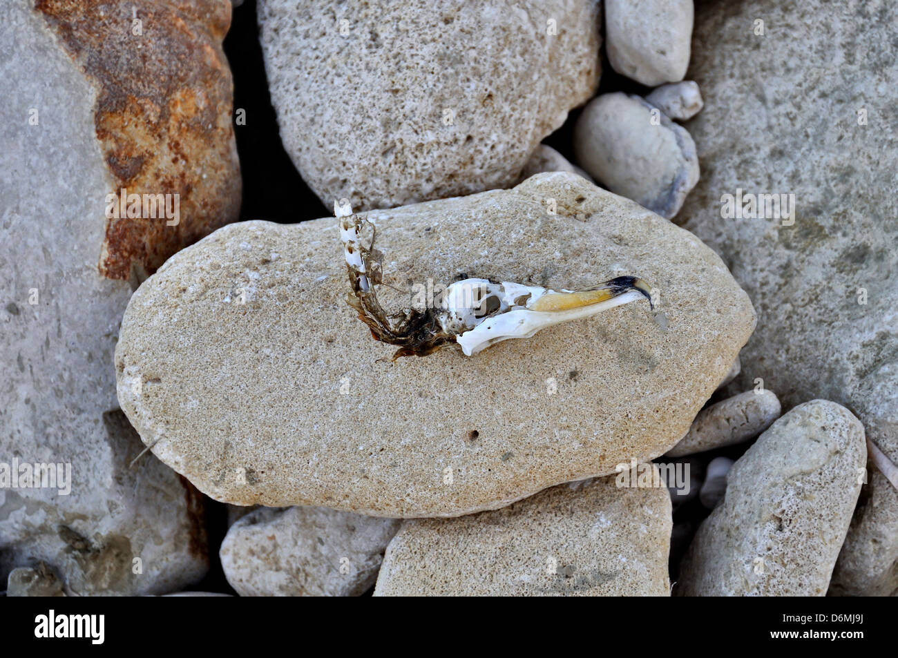 Crâne avec oiseaux bec crochu échoués sur la plage en pierre. Banque D'Images