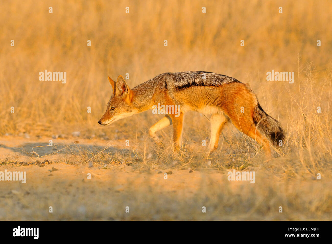 Le Chacal à dos noir Canis mesomelas photographié dans le parc national d'Etosha, Namibie Banque D'Images