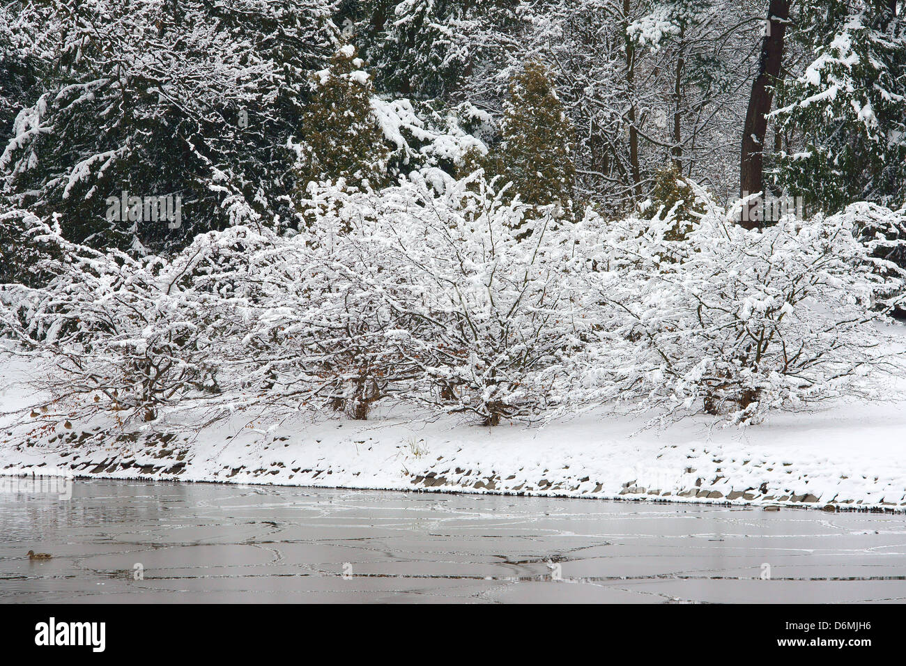 Les arbres couverts de neige Winter Wonderland Wroclaw Szczytnicki Park Banque D'Images