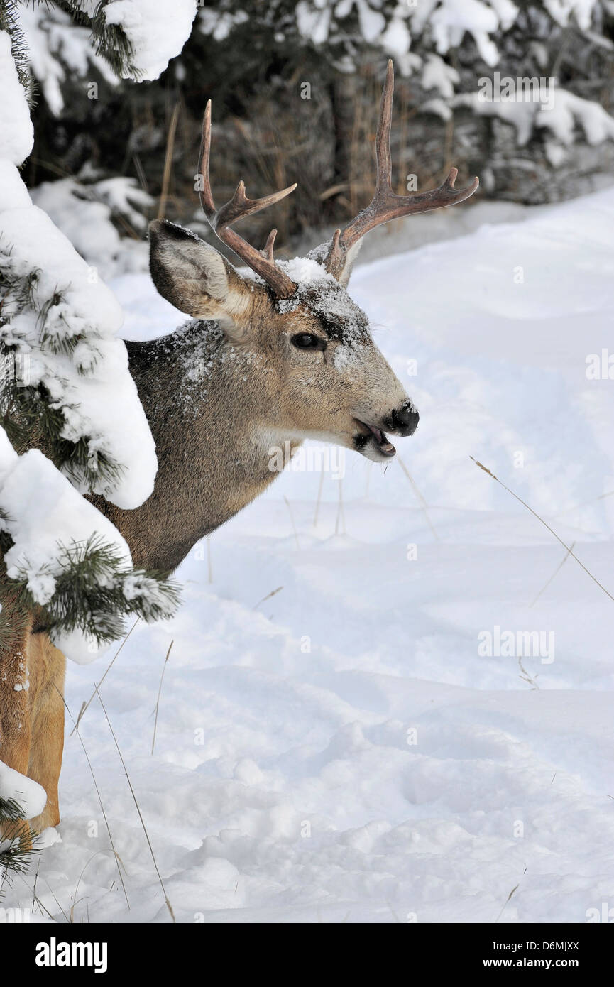 Une mule deer buck peeking autour de quelques branches de sapins sa bouche ouverte et montrant les dents. Banque D'Images