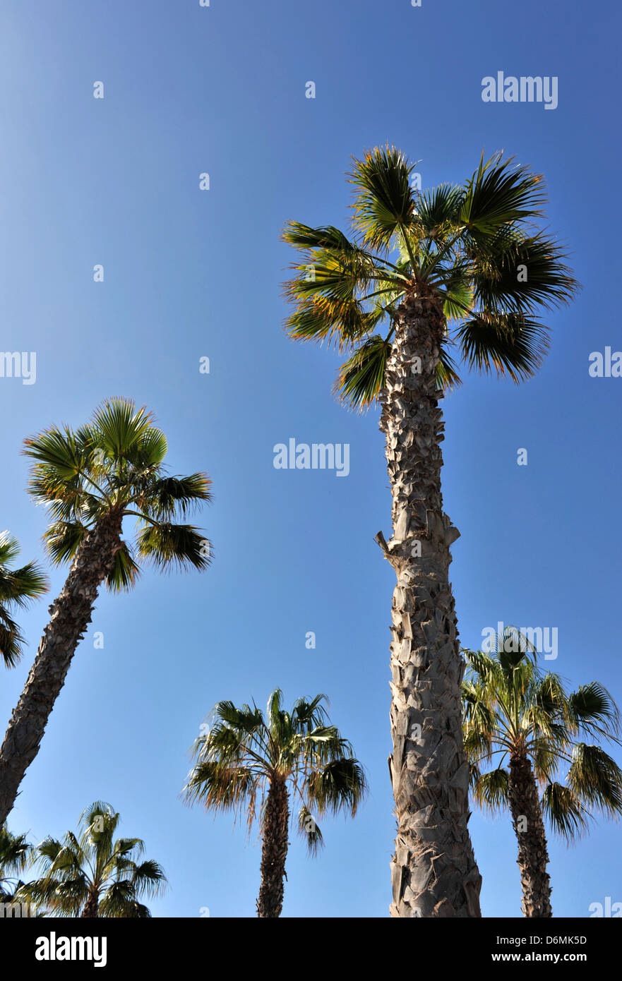 Palmiers avec un ciel bleu derrière. Photographie prise à partir de ci-dessous. Banque D'Images