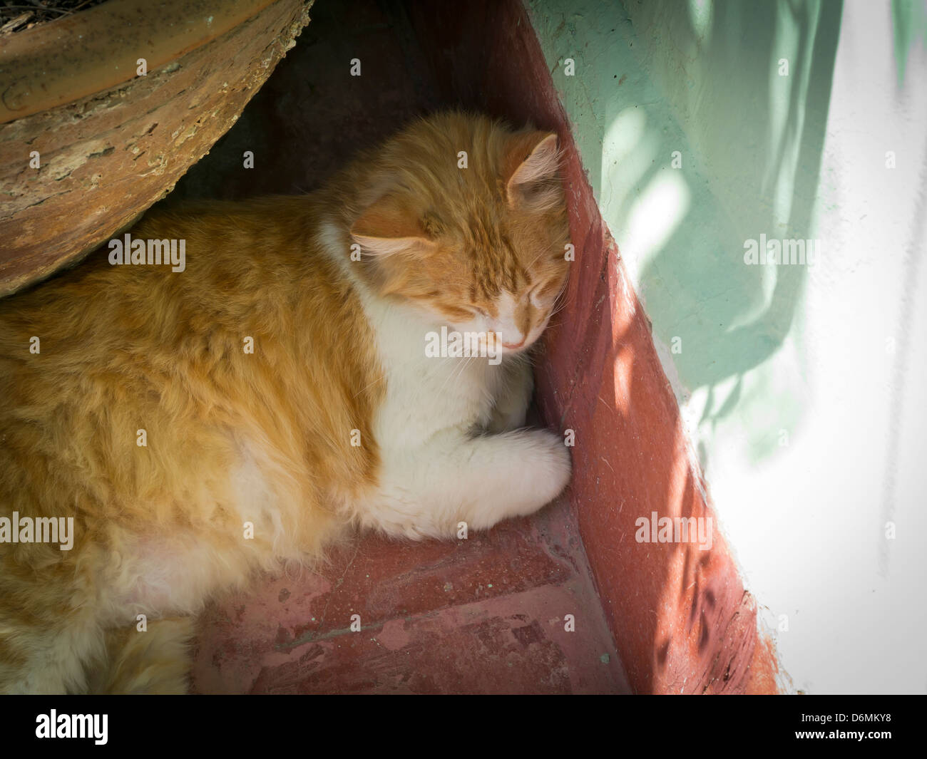 En sommeil de chat d'ombre sur le toit d'un Riad à Marrakech, Maroc Banque D'Images