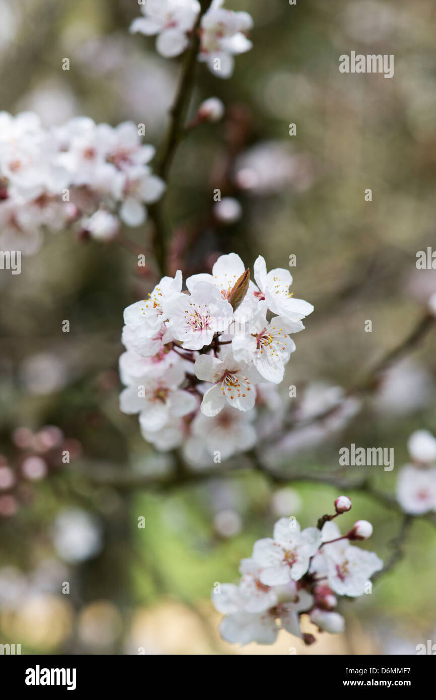 Prunus cerasifera Pissardii. Feuilles pourpre prune. Cerisiers en fleurs. Banque D'Images