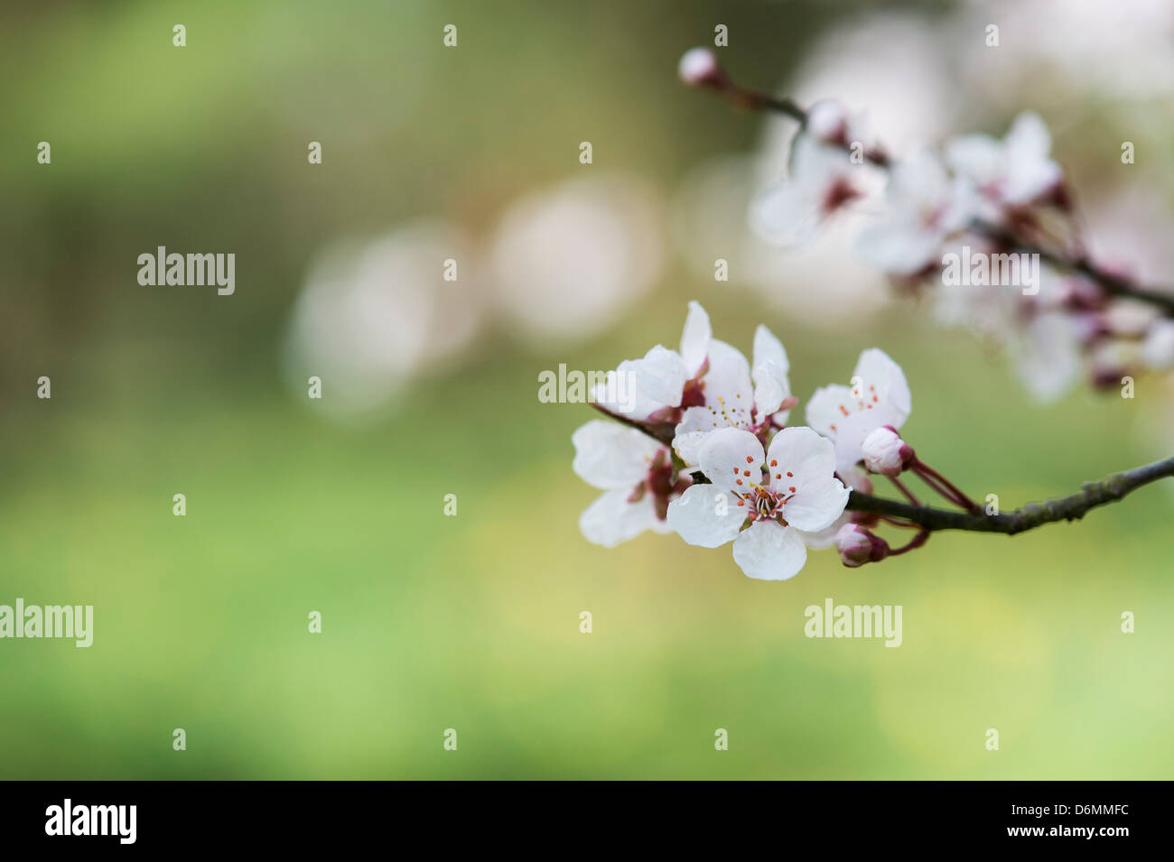Prunus cerasifera Pissardii. Feuilles pourpre prune. Cerisiers en fleurs. Banque D'Images