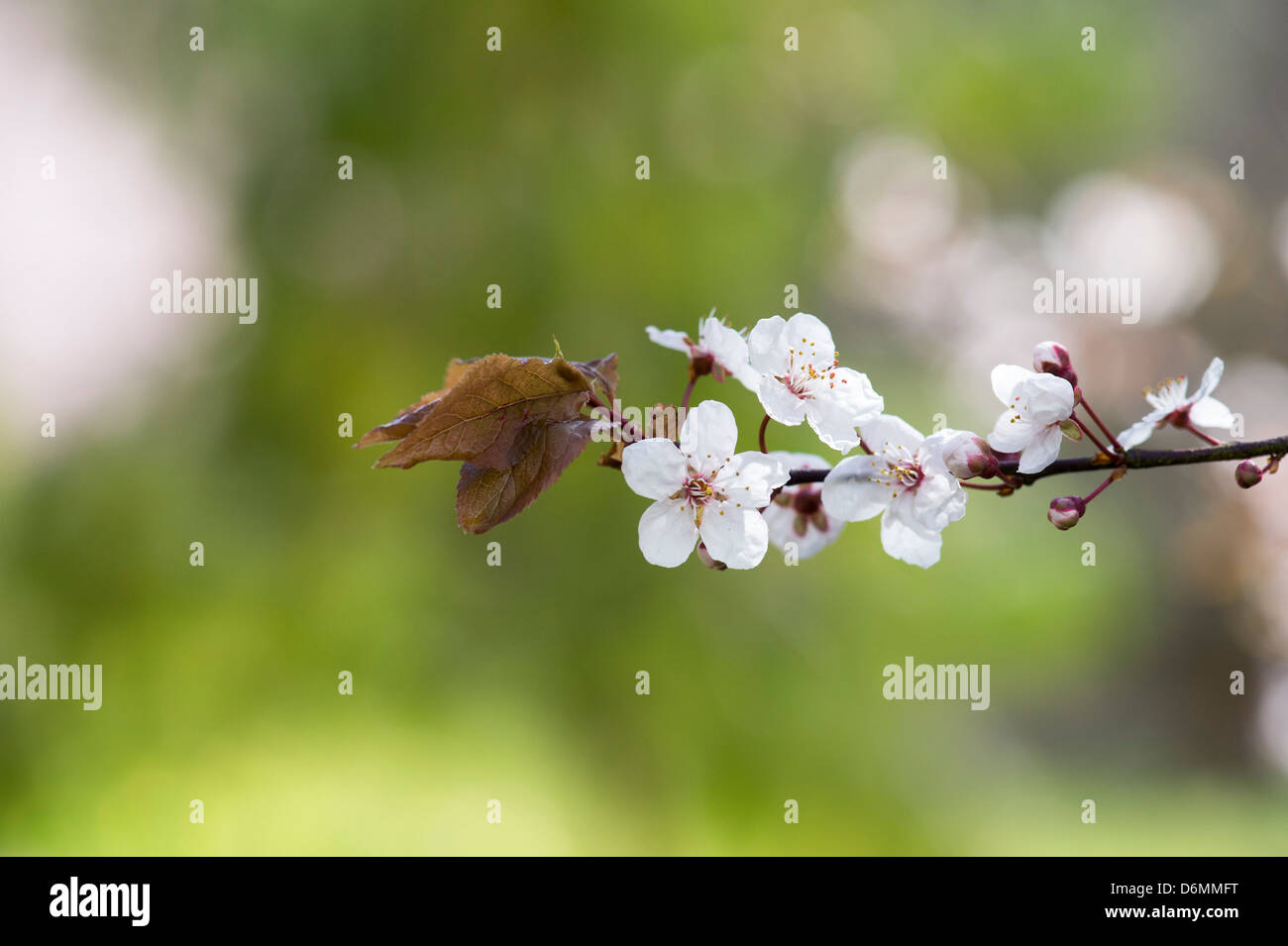 Prunus cerasifera Pissardii. Feuilles pourpre prune. Cerisiers en fleurs. Banque D'Images