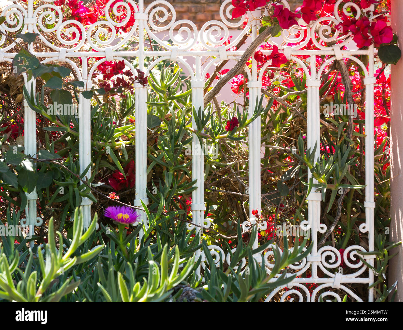 Fleurs et verdure forts pris dans la lumière du soleil tous les accroître par le blanc décoratif en fer forgé. Afrique Maroc Banque D'Images