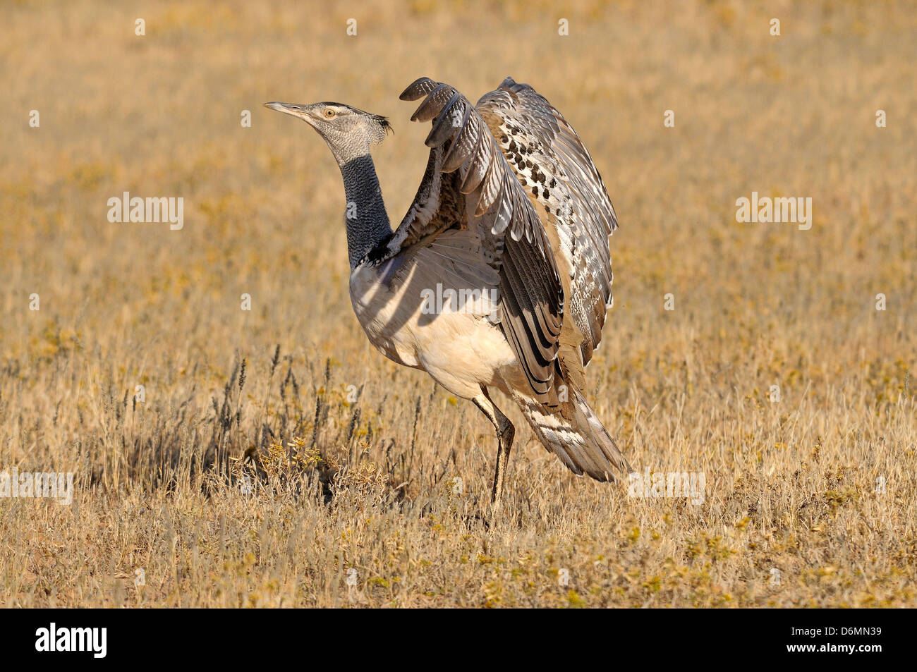Outarde Kori Ardeotis kori, photographié en Afrique du Sud Banque D'Images