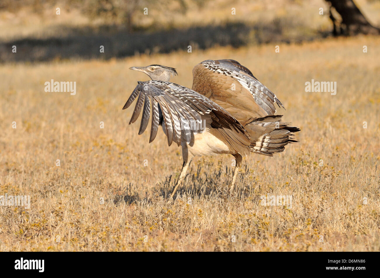 Outarde Kori Ardeotis kori, photographié en Afrique du Sud Banque D'Images