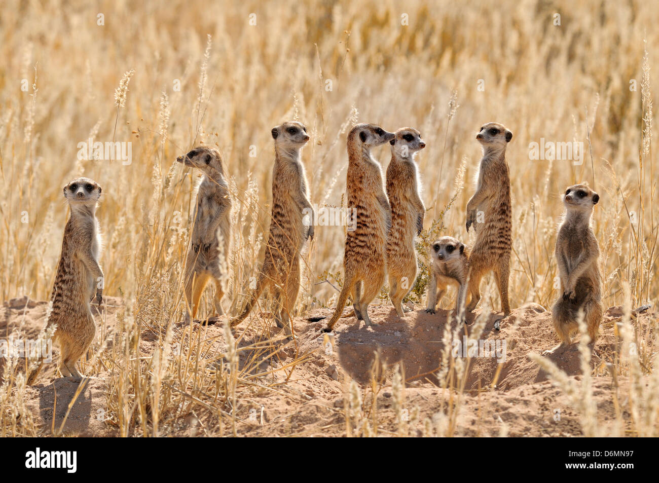 Meerkat Suricata suricatta photographié dans le parc transfrontalier Kgalagadi National Park, Afrique du Sud Banque D'Images