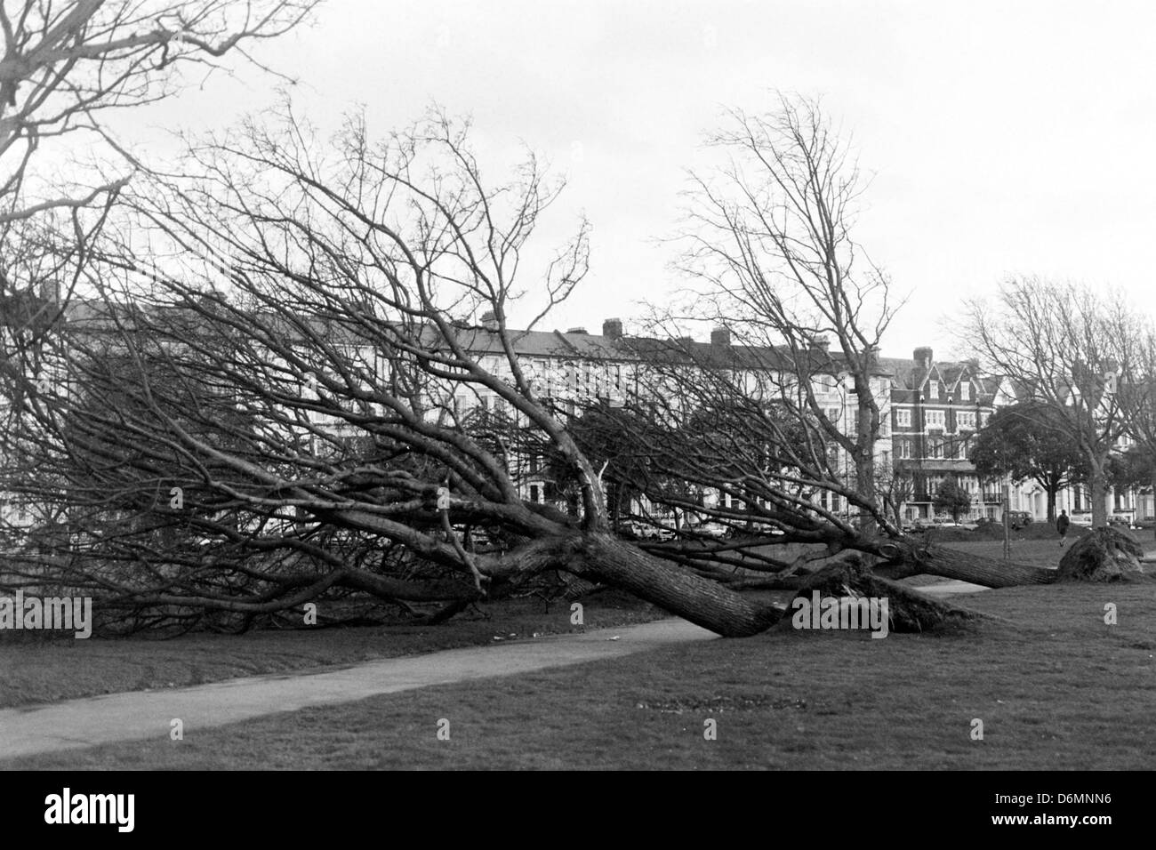 Rangée d'arbres abattus sur le ladies mile southsea durant la grande tempête 25 janvier 1990 Banque D'Images