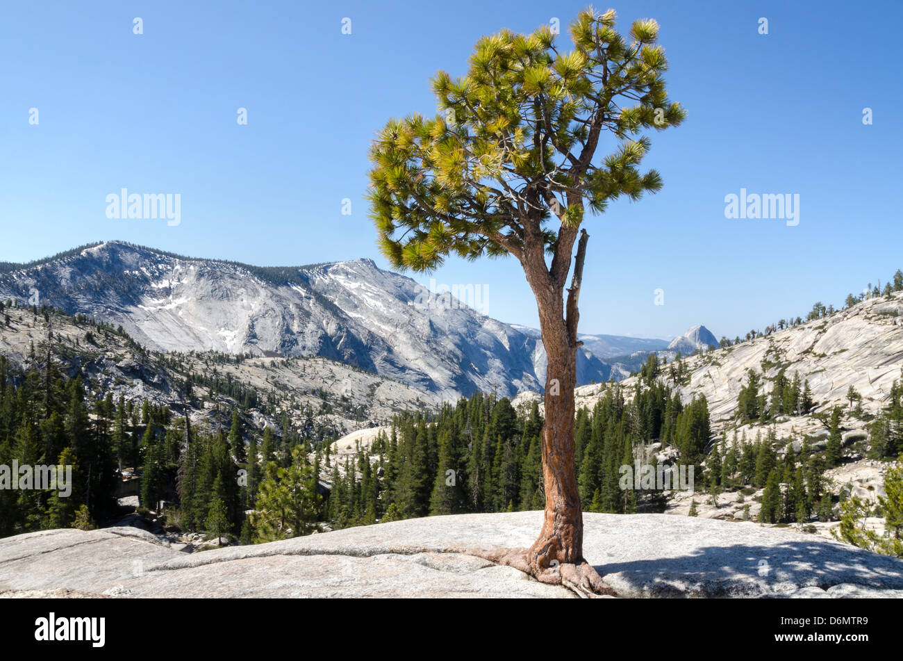 Parmi les pins rochers dans le Parc National de Yosemite en Californie Banque D'Images