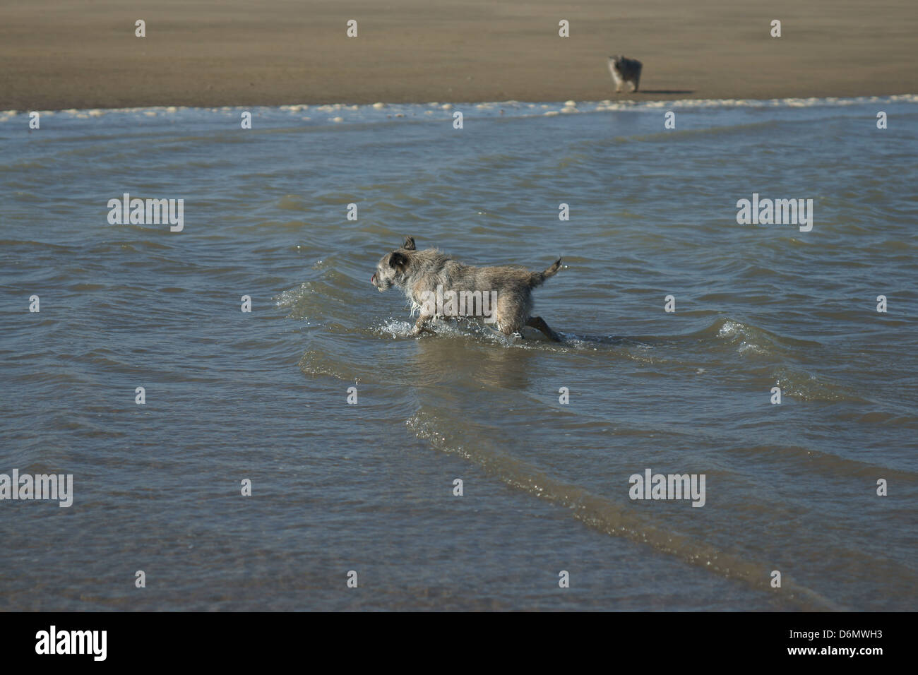 Vieux chien Border terrier de l'eau plage des ondes de marée venant en secouant chien Banque D'Images