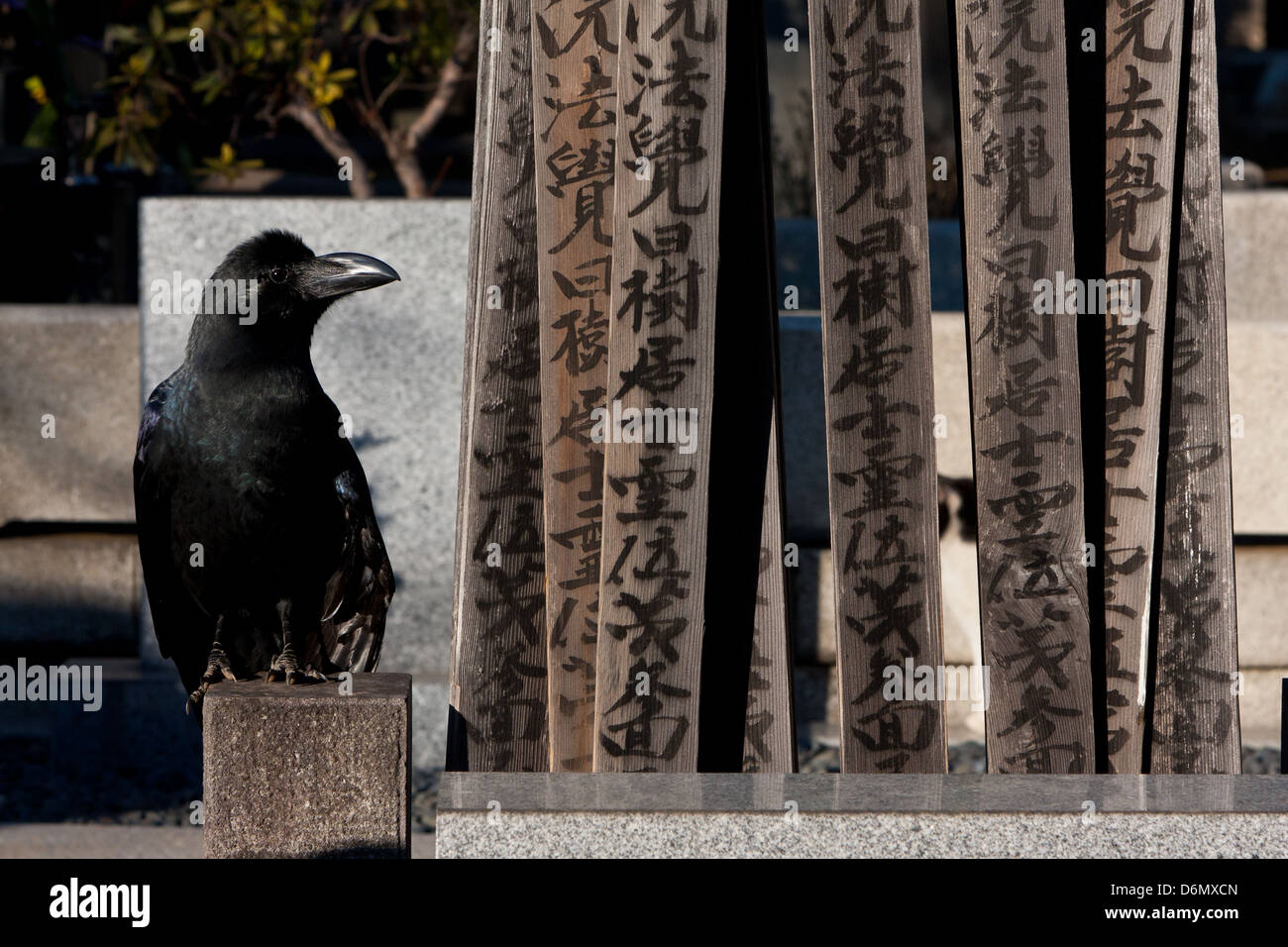 Une grande jungle crow est assis sur une tombe par quelques comprimés de toba dans le cimetière Yanaka, Nippori, Tokyo, Japon. Banque D'Images