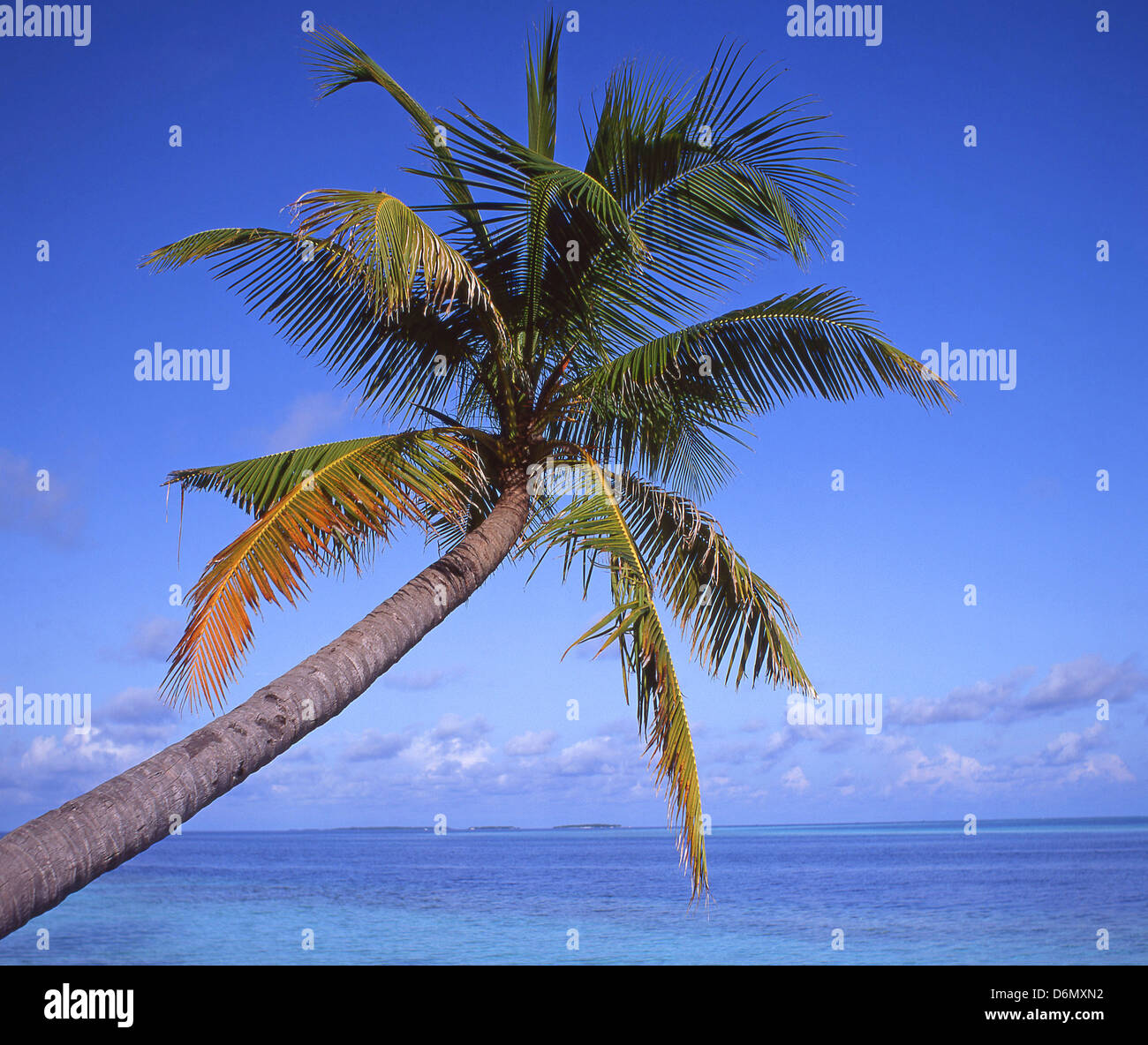 Tropical Beach montrant palmier au-dessus de la mer, Holiday Island, Atoll de Kaafu, République des Maldives Banque D'Images
