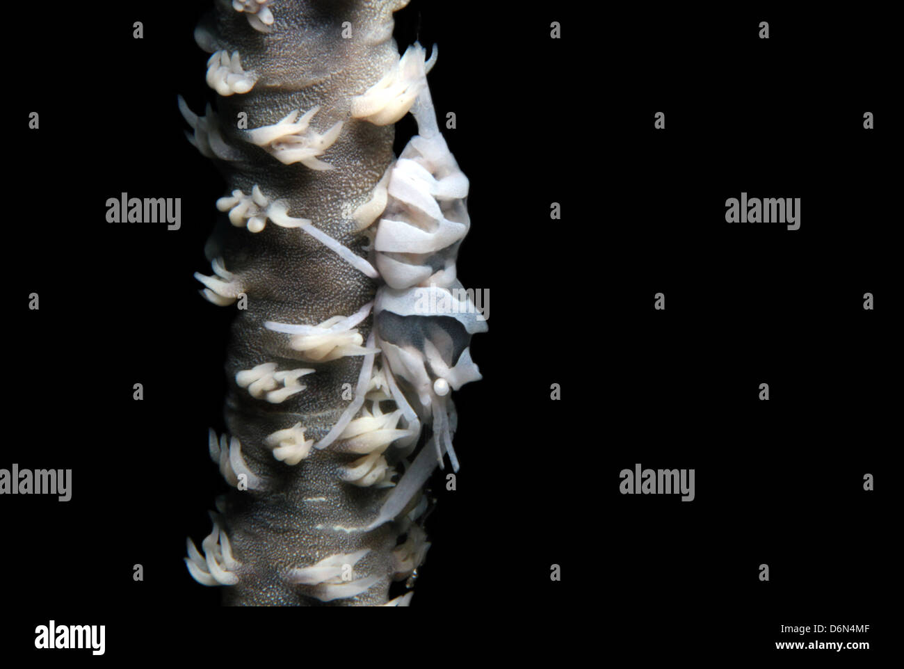 Close-up d'un whip White Coral Shrimp (Dasycaris Zanzibarica) sur un whip Coral, le Détroit de Lembeh, Indonésie Banque D'Images