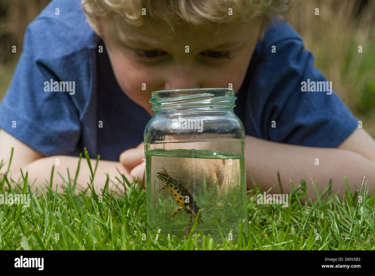 Garçon à la recherche à Smooth Newt (Lissotriton vulgaris) dans la région de pot de confiture, Cambridgeshire, Angleterre Banque D'Images