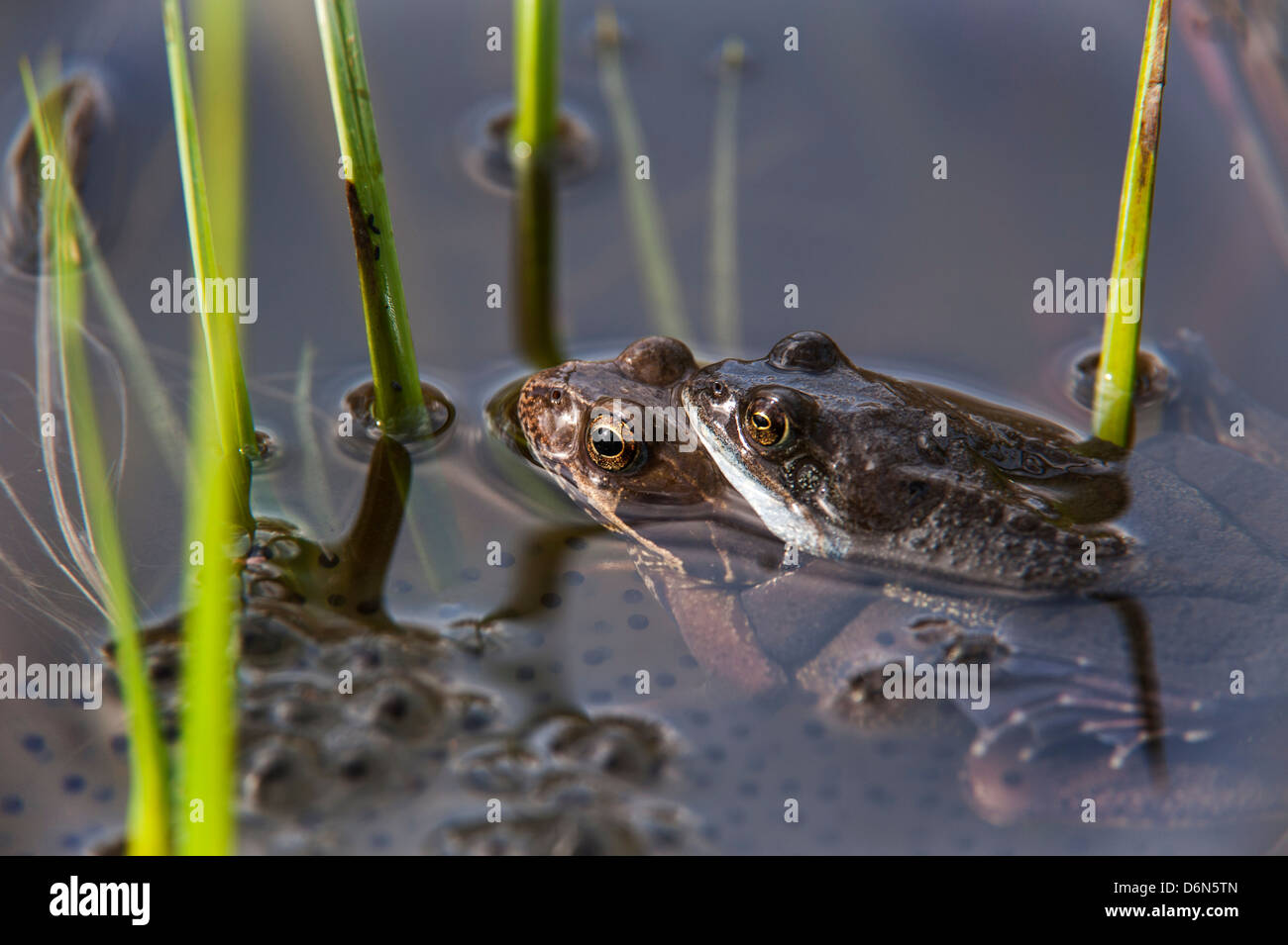 Brun commun européen les grenouilles (Rana temporaria) paire en amplexus de grenouilles fraient en flottant entre étang au printemps Banque D'Images