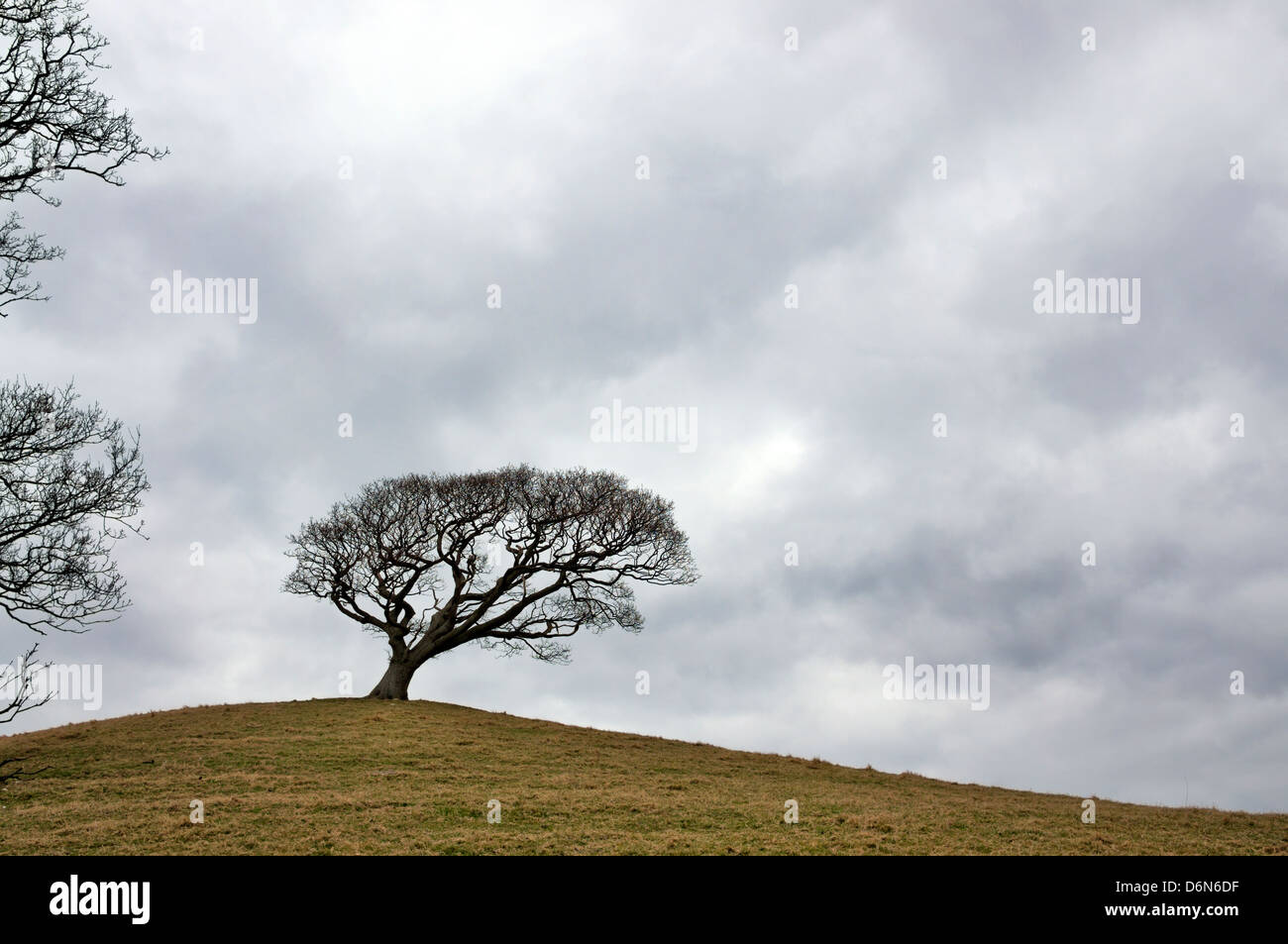 Arbre solitaire sur une colline Banque D'Images