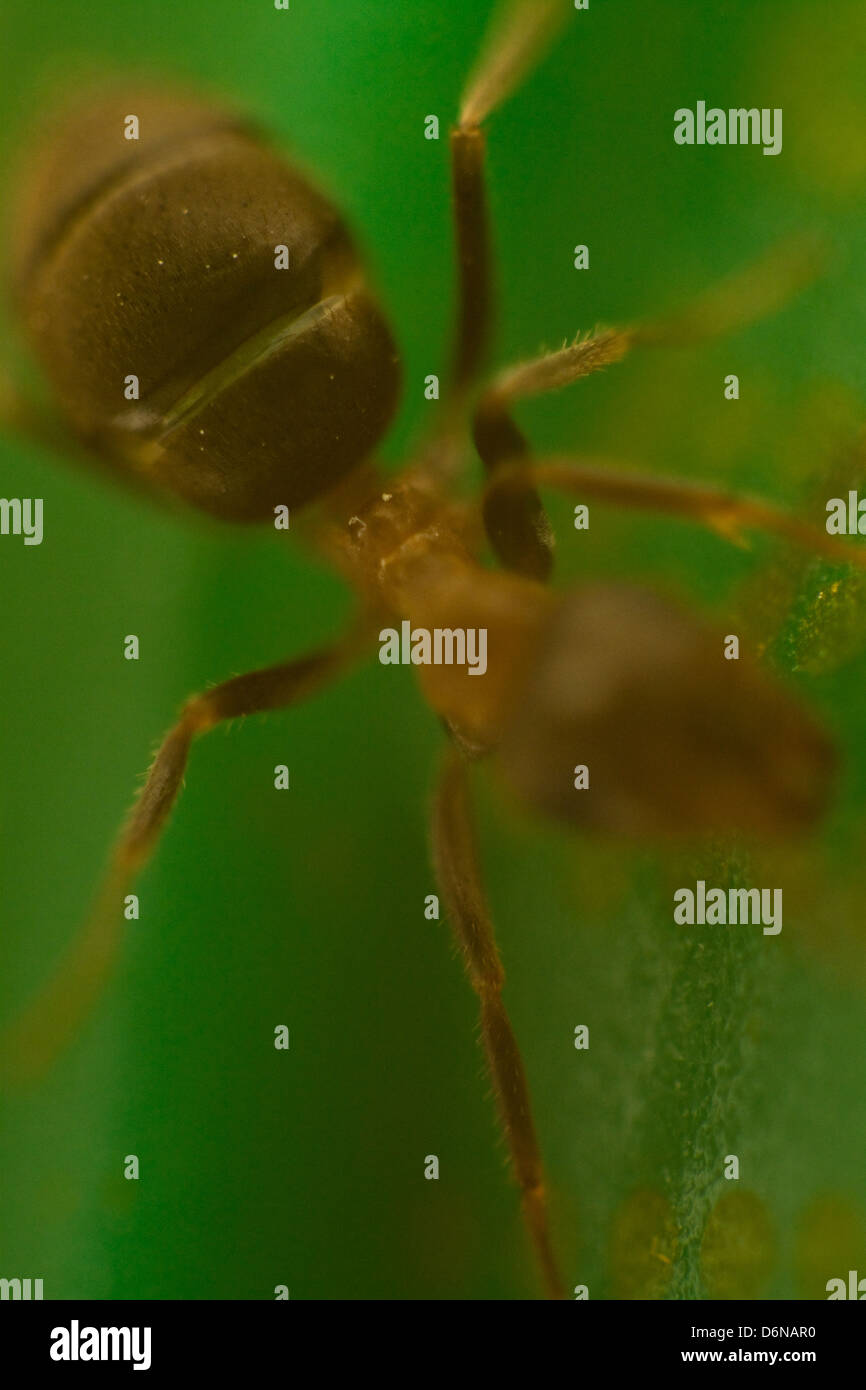 Berlin, Allemagne, Close-up d'une fourmi Banque D'Images