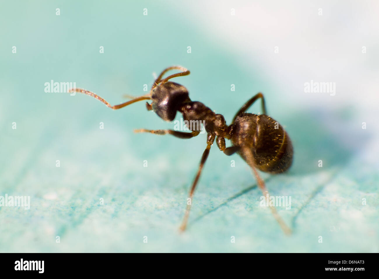 Berlin, Allemagne, Close-up d'une fourmi Banque D'Images