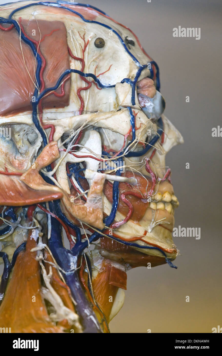 Berlin, Allemagne, modèle médical d'un chef Banque D'Images